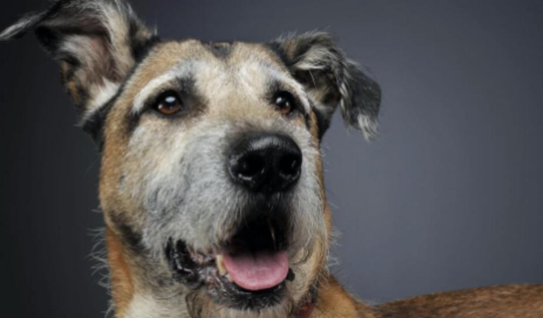 “My Senior Dog Is Shivering for No Reason”: what it could mean and what to do