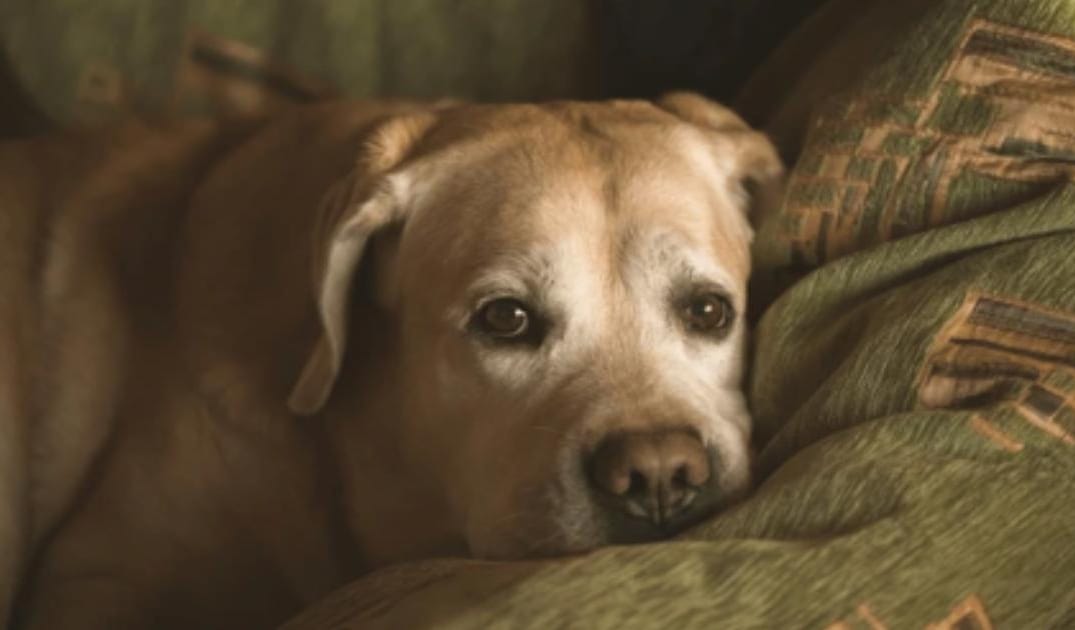 “My Senior Dog Smells Different”: What It Could Mean and What to Do