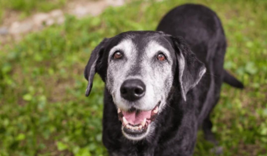 “My Senior Dog’s Gums Look Pale”: What It Could Mean and What to Do