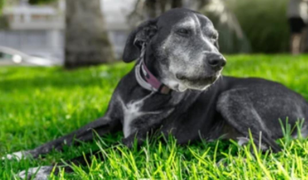 “My Senior Dog Avoids Being Petted”: what it could mean and what to do