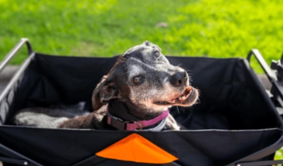 My Senior Dog Keeps Falling: When It’s Time for Immediate Vet Help