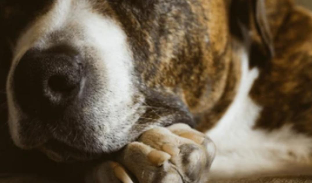 “My Senior Dog’s Nails Grow Extremely Fast”: What It Could Mean and What to Do