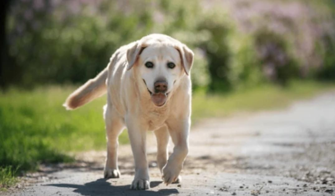 Why Is My Senior Dog Slowing Down on Walks?