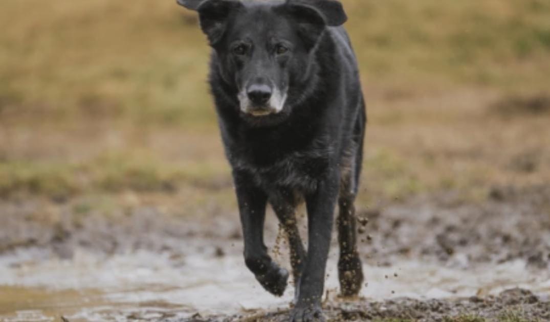 My Senior Dog Can’t Jump on the Couch Anymore: What Changed?