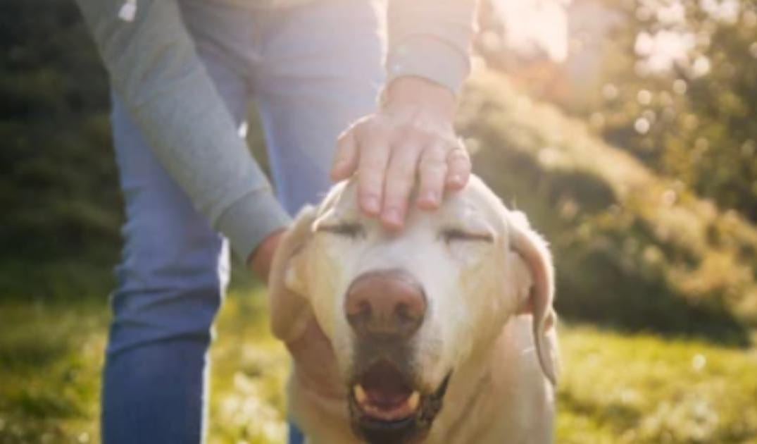 “My Senior Dog Growls When I Touch Their Back”: what it could mean and what to do