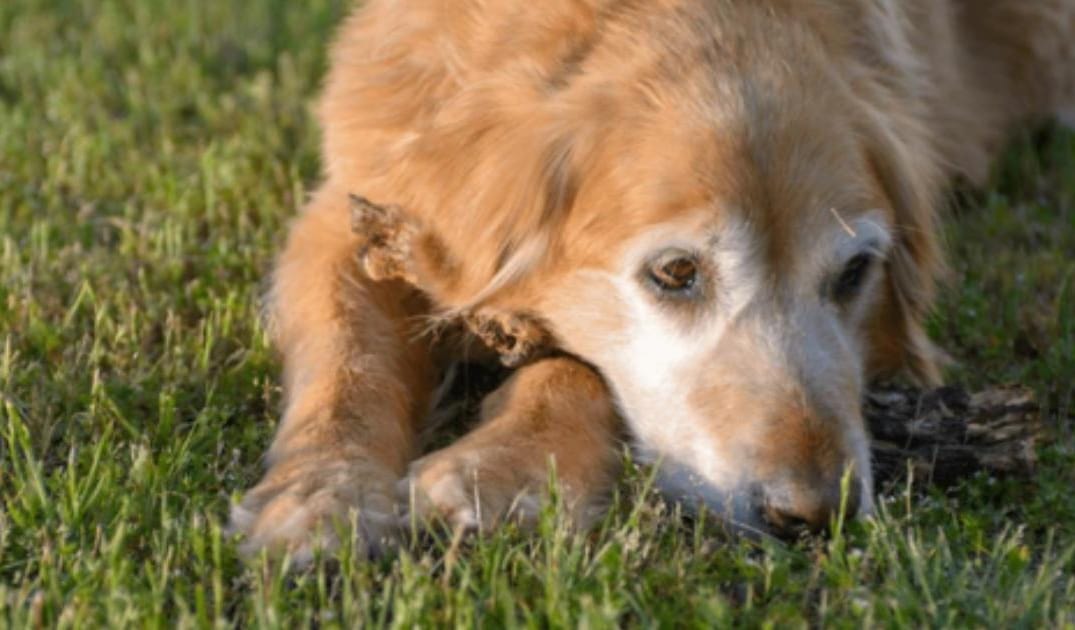 My Senior Dog Is Walking Stiff After Lying Down: What It Could Mean