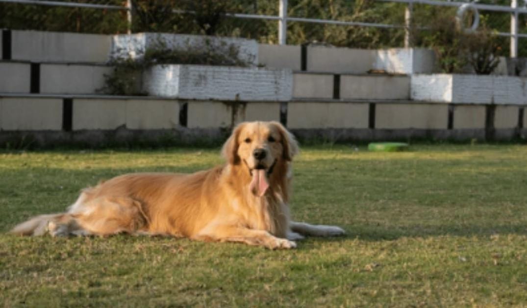 My Senior Dog Sits Down Mid-Walk: What Their Body May Be Telling You