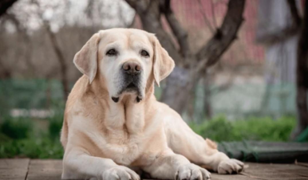 Why Does My Senior Dog Pace, Then Refuse to Walk?