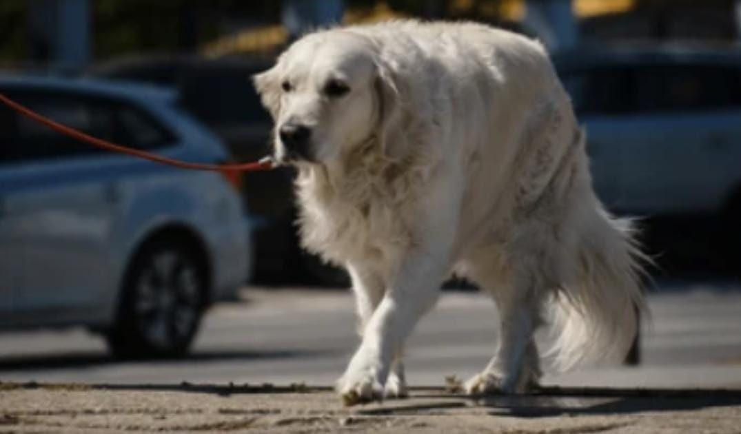 My Senior Dog Wobbles When They Walk: What to Watch For