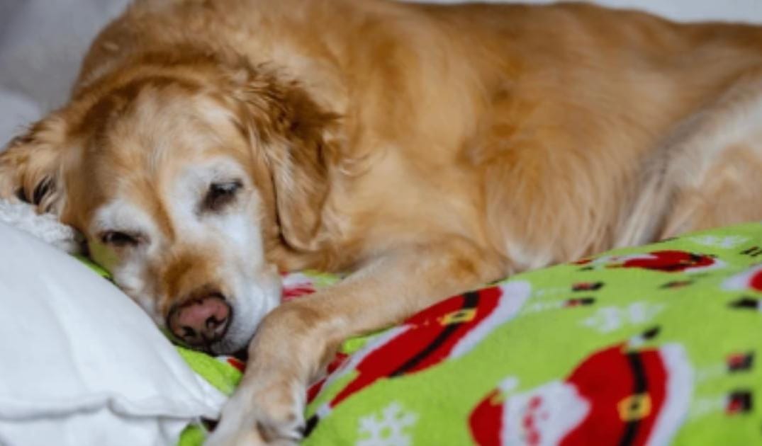 Why Does My Old Dog Limp After Resting?