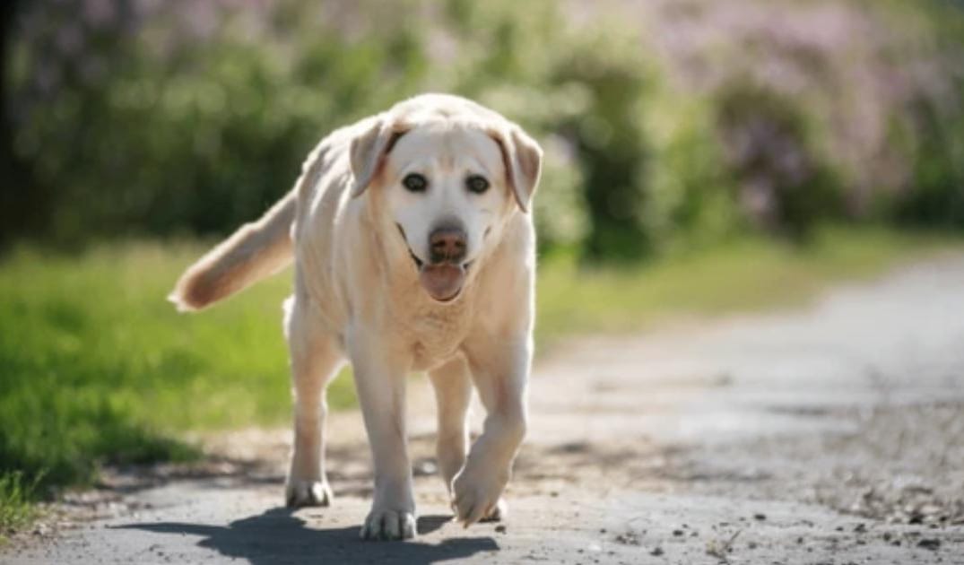 My Senior Dog’s Back Legs Are Getting Weak: Common Causes and Next Steps