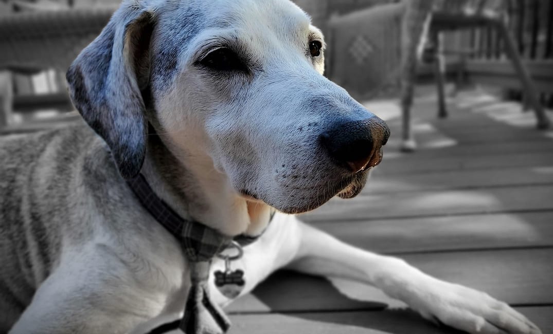 Why Does My Senior Dog Slip on Hardwood Even More Than Before?