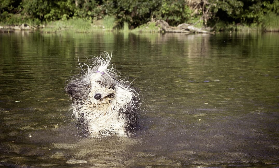 How Often Should You Bathe a Senior Dog?