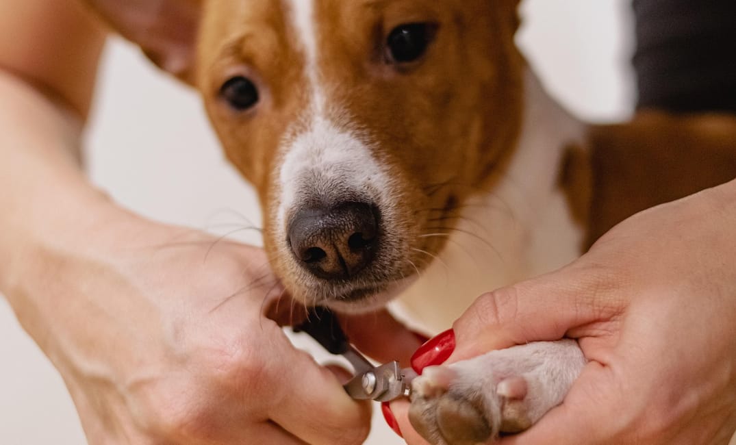 Senior Dog Nail Care: Why It Matters More Than Ever