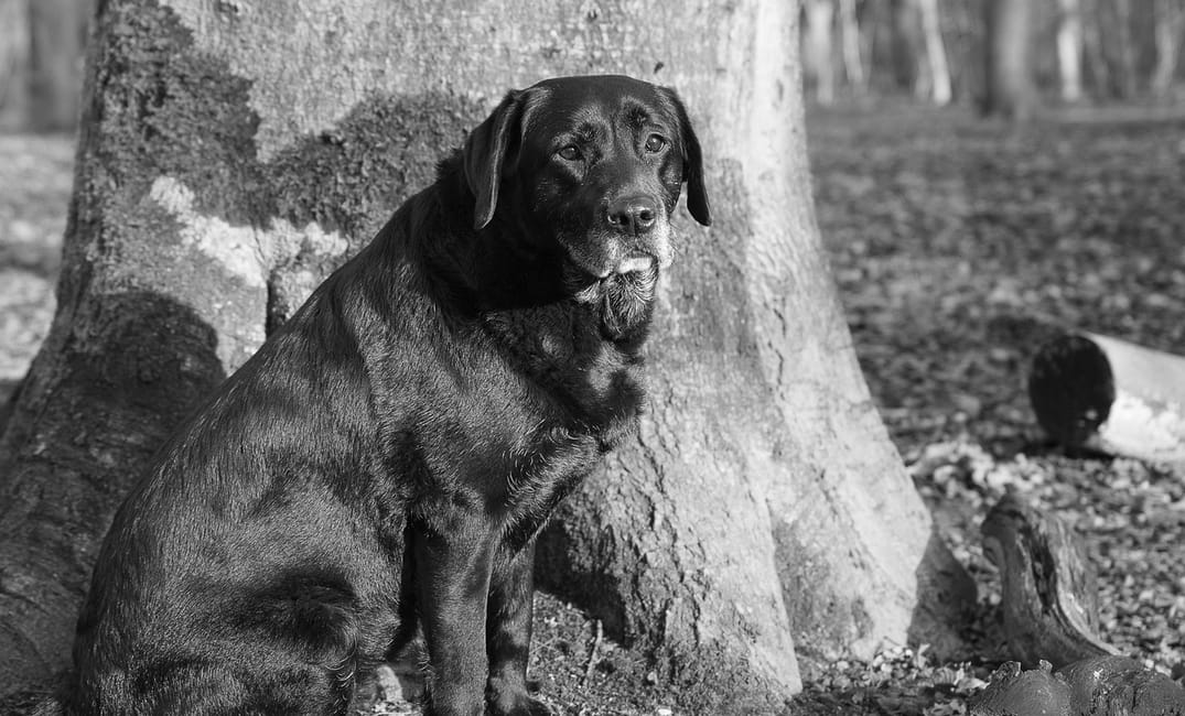 The Best Walking Schedule for an Aging Dog