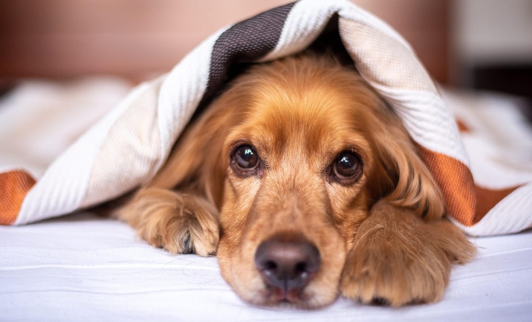 How to Keep a Senior Dog Warm and Mobile in Winter