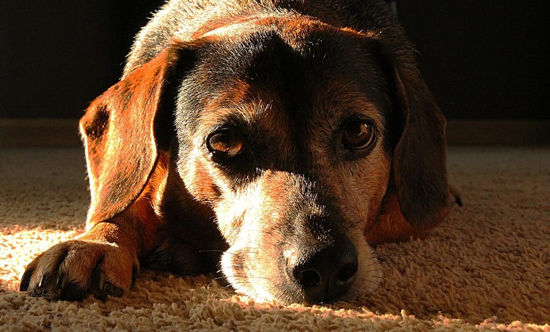 Senior Dog Separation Anxiety: Why It Can Start Late in Life