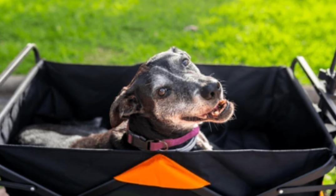 How to Support a Senior Dog After Vestibular Disease