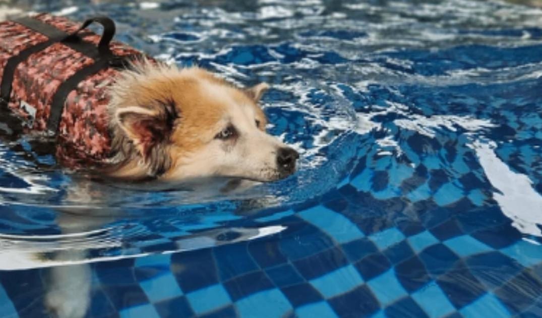 How to Help a Senior Dog Build Muscle Safely