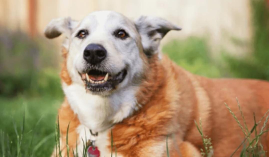 Best Diet for a Senior Dog With a Sensitive Stomach