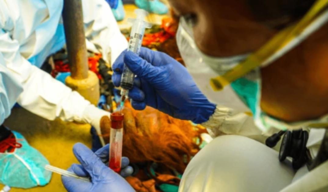 How Often Should Senior Dogs Get Bloodwork?