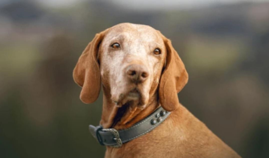 How to Help a Senior Dog With Sundowning