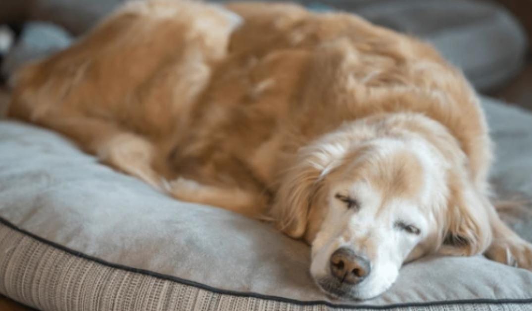 7 Signs Your Senior Dog May Be Losing Hearing