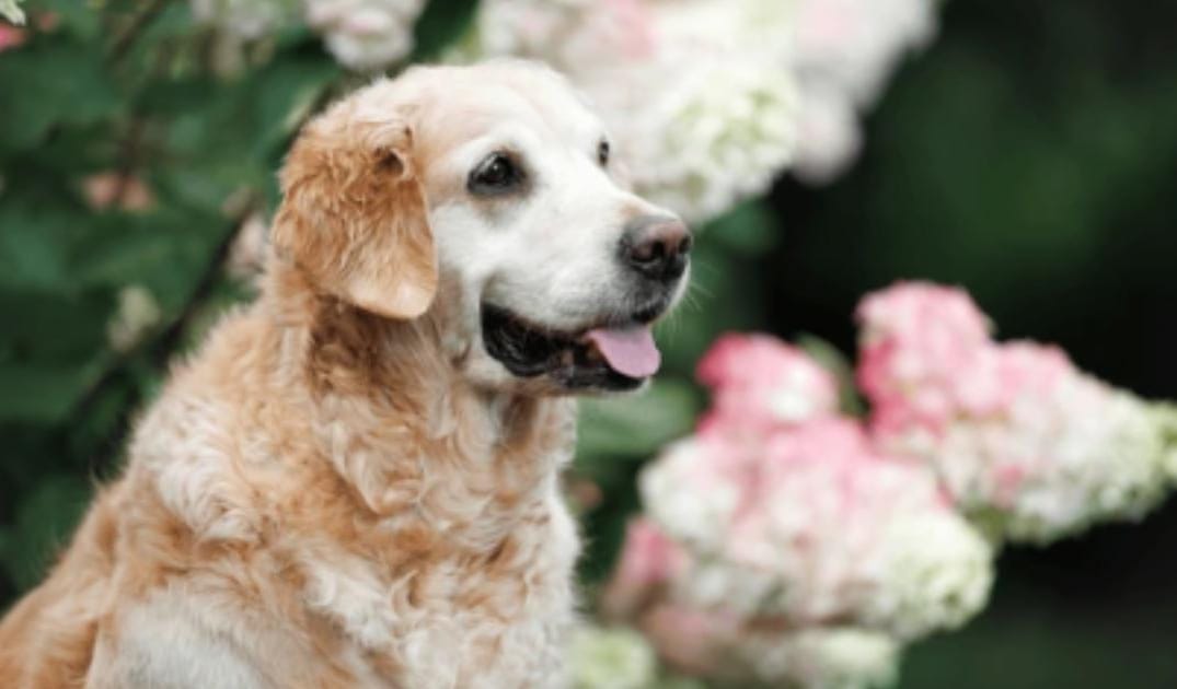 How to Create a Senior Dog Wellness Routine at Home