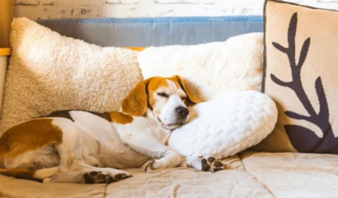 How to Know When Your Senior Dog Needs a Softer Bed