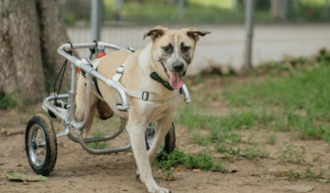 The Best Harnesses for Senior Dogs With Mobility Issues