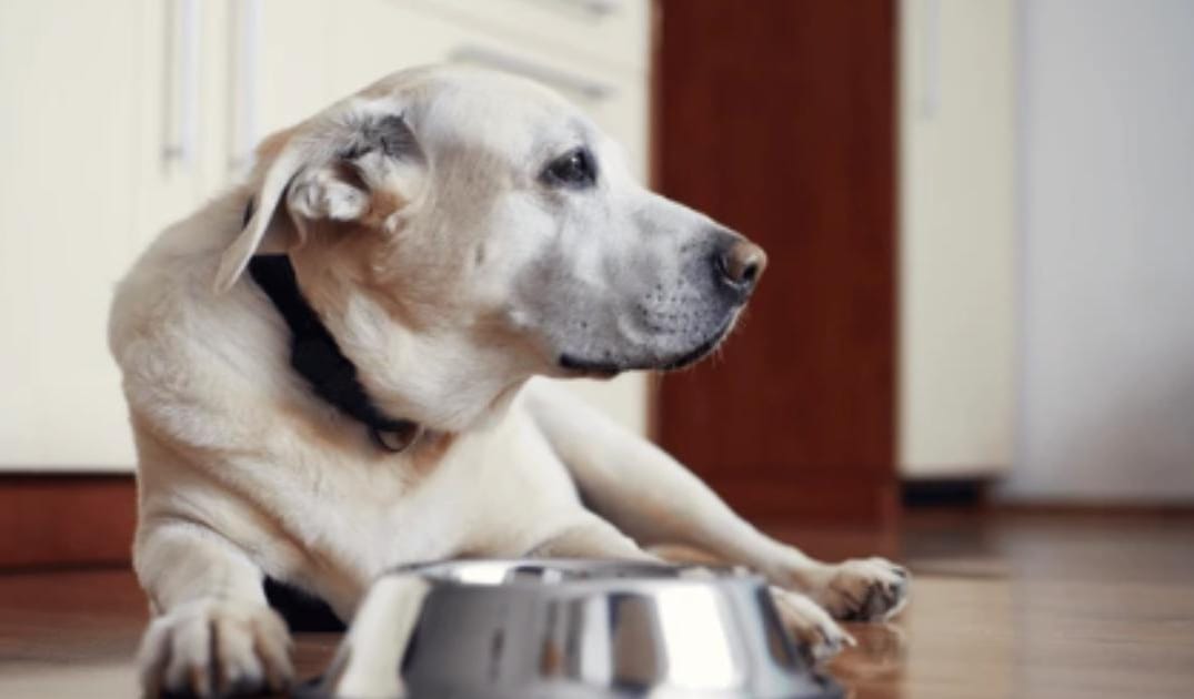Do Senior Dogs Need More Protein or Less?