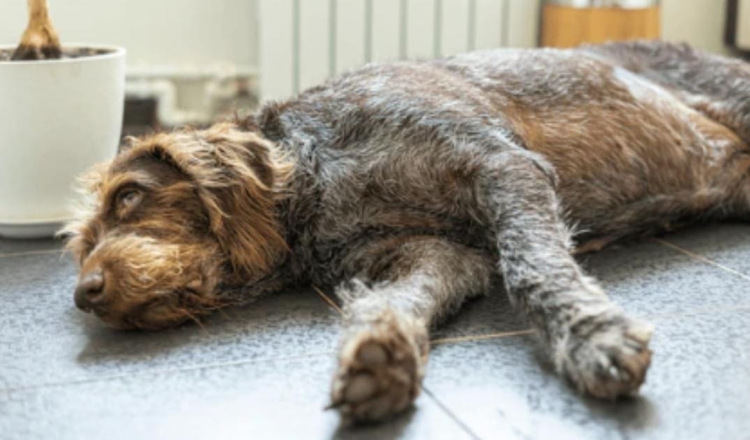 Senior Dog Weight Loss: When It’s Helpful and When It’s a Warning Sign
