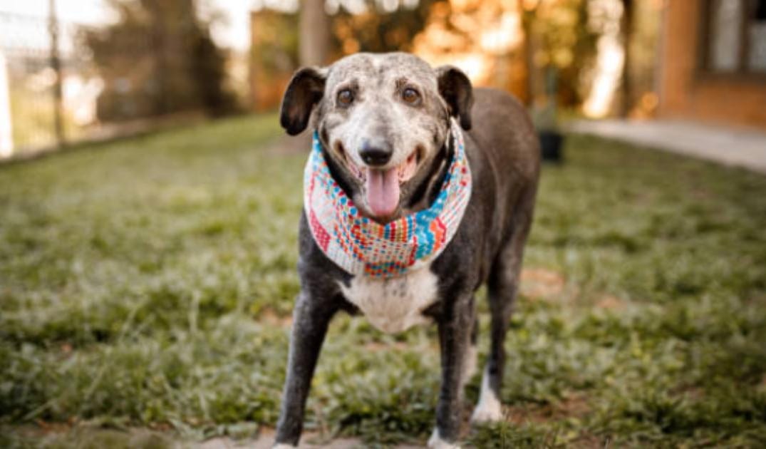 What Changes in Poop Are Normal in Senior Dogs?