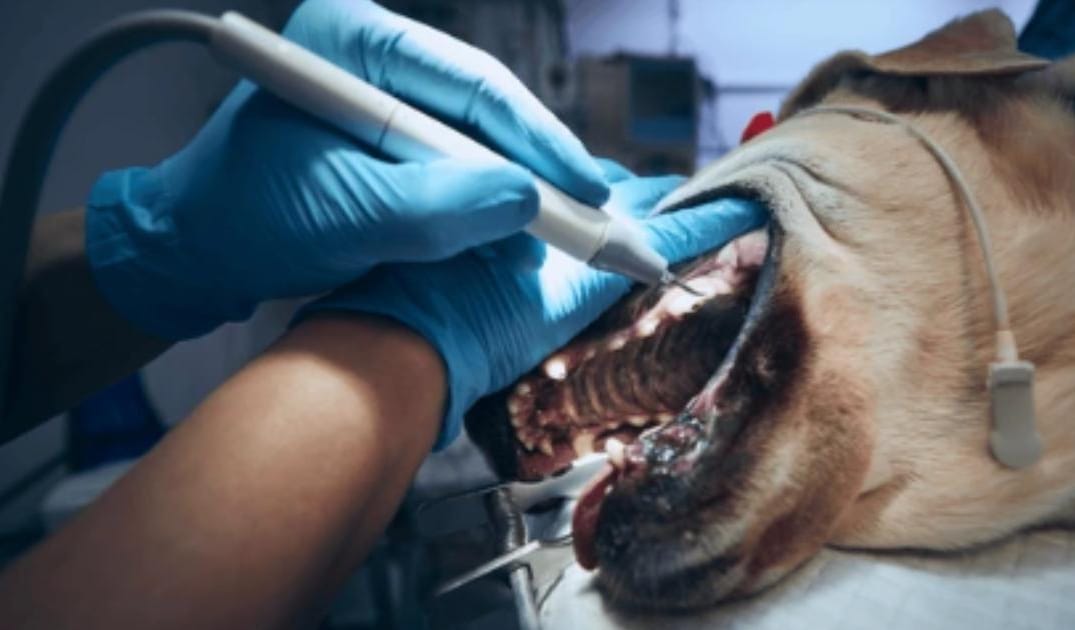 Senior Dog Dental Care: What Matters Most After Age 8