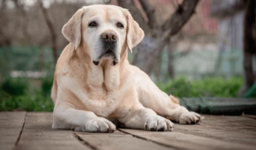 The Best Flooring Solutions for Homes With Senior Dogs