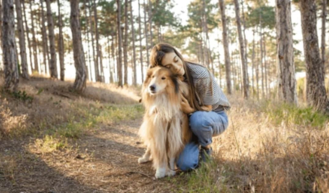 How to Travel Comfortably With a Senior Dog
