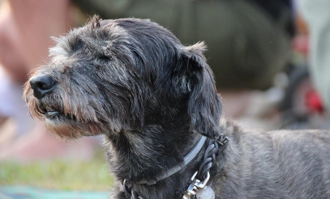 How to Tell if Your Senior Dog Is in Pain Without Crying