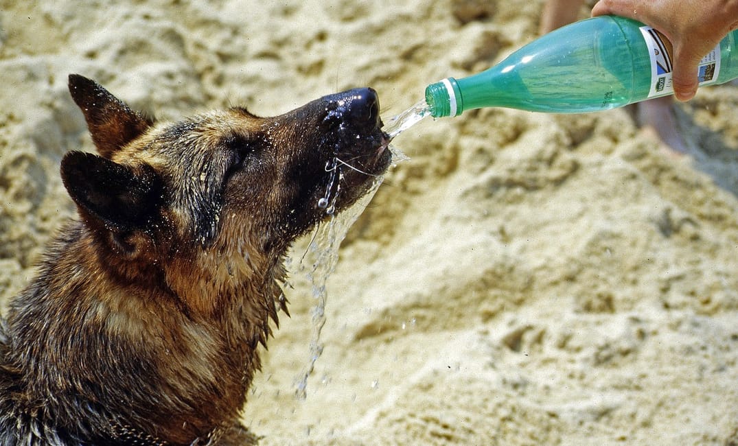 How to Keep a Senior Dog Comfortable During Summer Heat