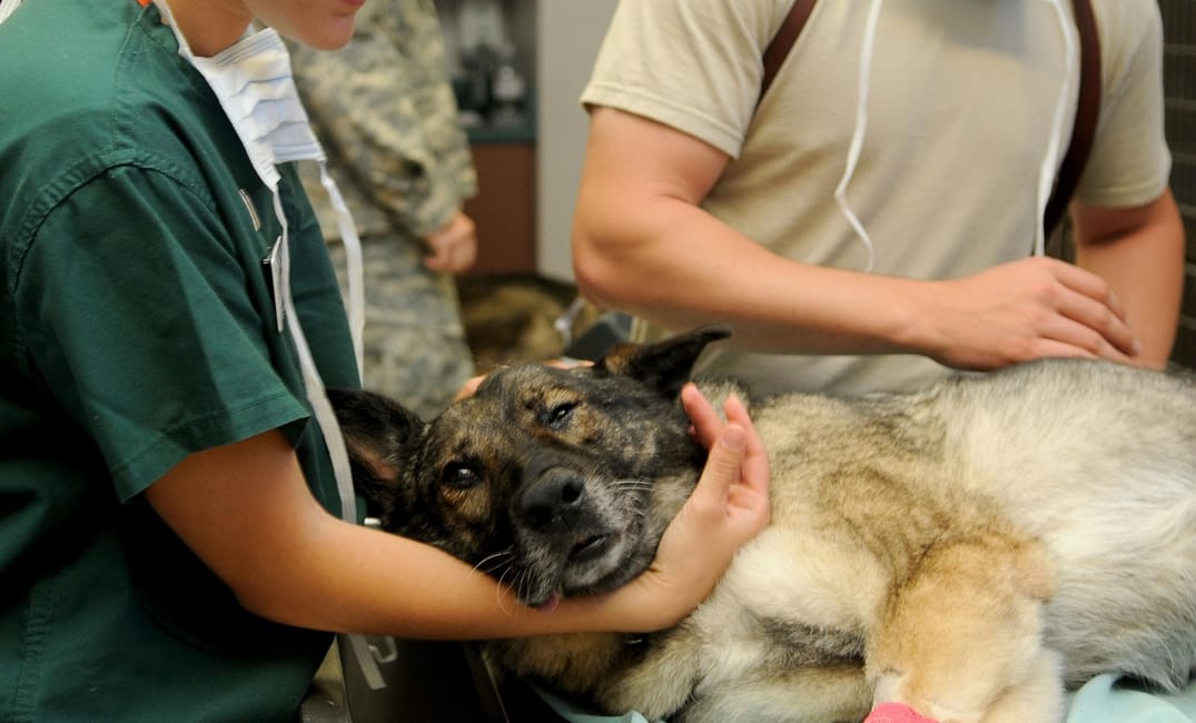How to Make Mealtime Easier for Dogs With Dental Pain