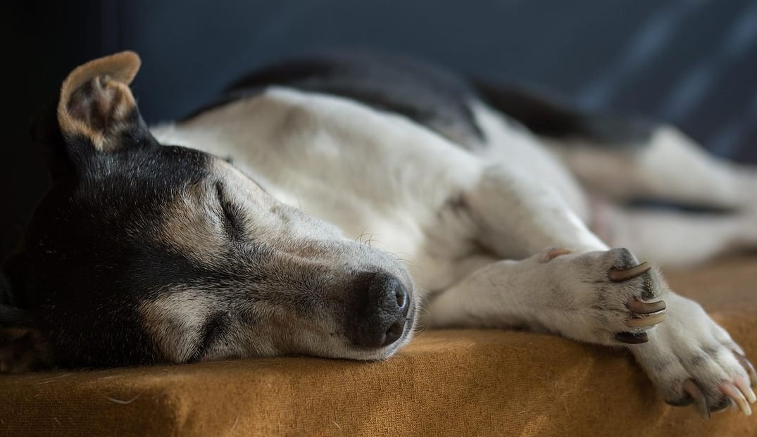 How to Help a Senior Dog Sleep Through the Night