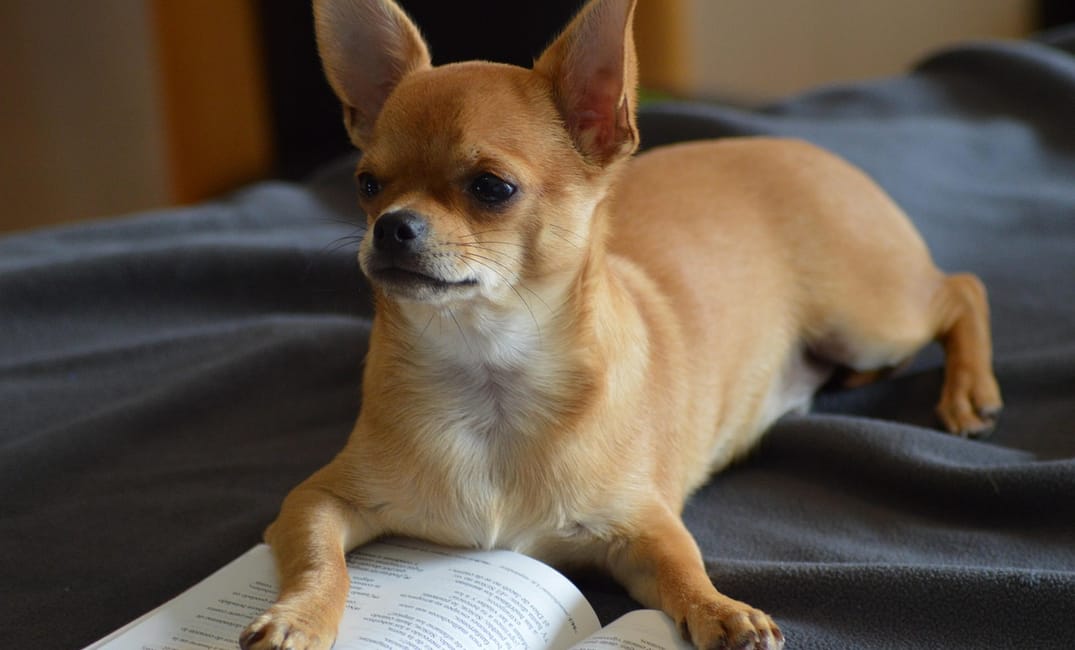 How to Make Grooming Less Stressful for an Older Dog
