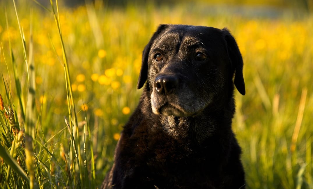 What a Senior Dog Wellness Exam Should Include
