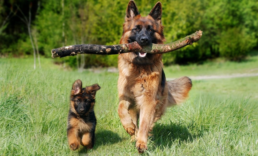 How to Help a Senior Dog With Weak Back Legs