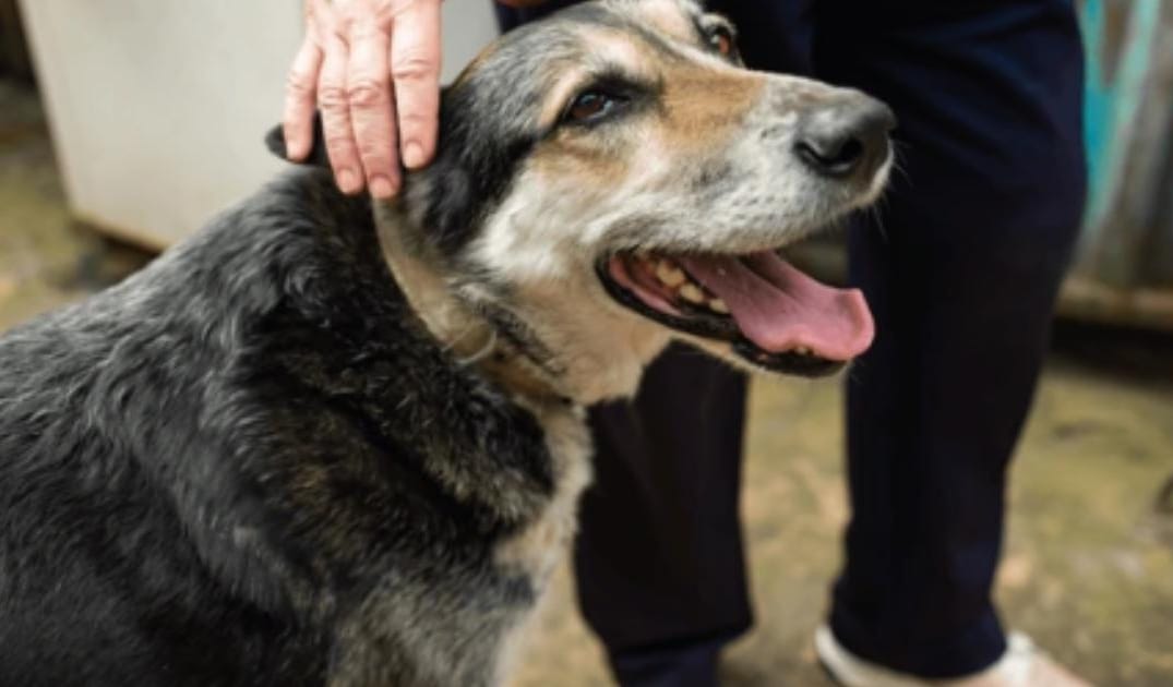 How to Keep Your Senior Dog Mentally Stimulated Indoors