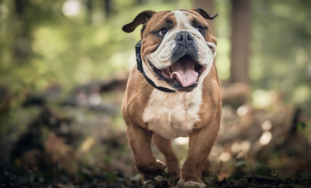 Senior Dog Bathroom Changes: What’s Age and What’s a Red Flag?