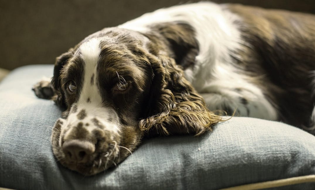 How to Choose the Best Orthopedic Bed for Your Senior Dog