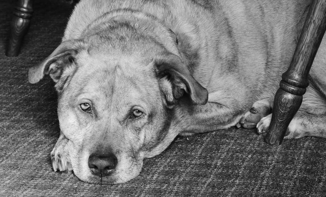 How to Talk to Kids About a Dog Growing Old