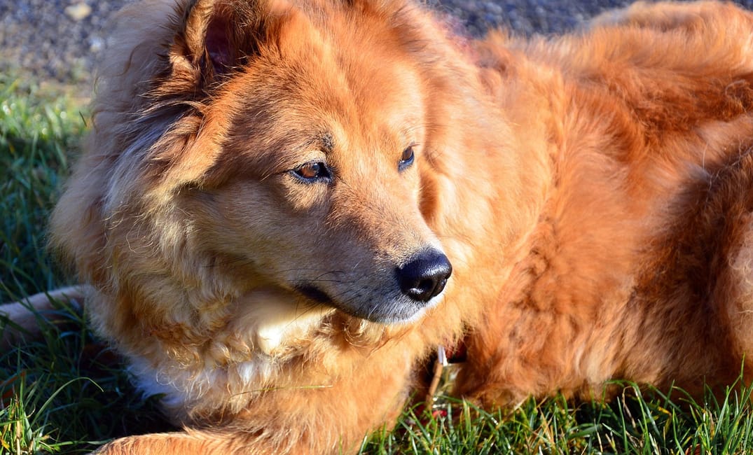 Can Senior Dogs Benefit From Physical Therapy?