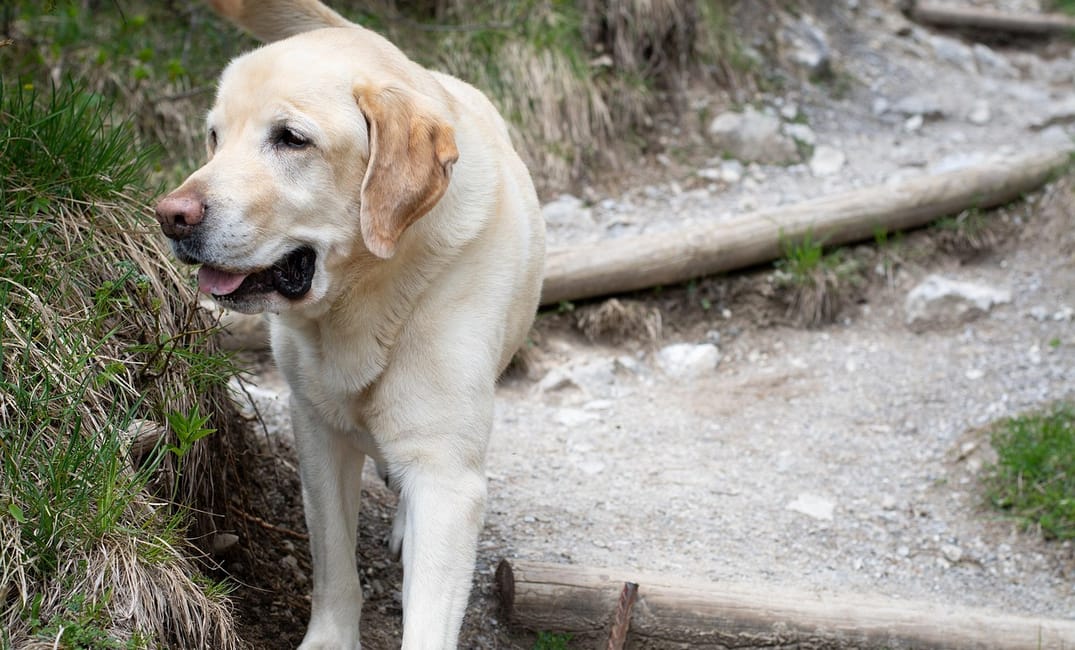 Can Senior Dogs Still Go on Hikes? How to Do It Safely