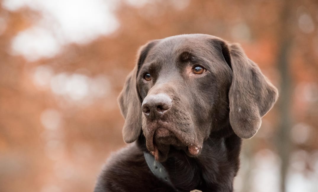 The Best Supplements for Senior Dogs With Stiff Joints